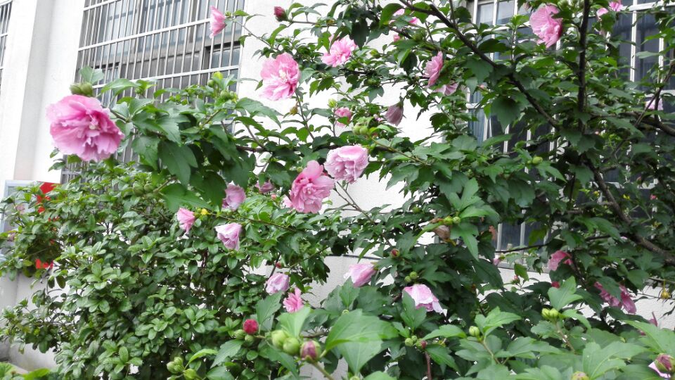 玫瑰有约公司小花园景色